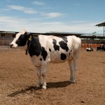 Mukka Proteins Acquisition: Complete Success Story